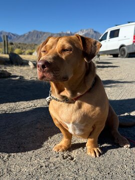 Dog sitting short legs basking in sun Van Mountains