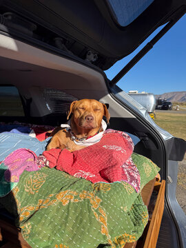 relaxed dog eyes closed suv camper car camping