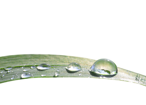 Water drops on the grass isolated on a transparent PNG background.