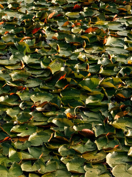 Water lily pattern