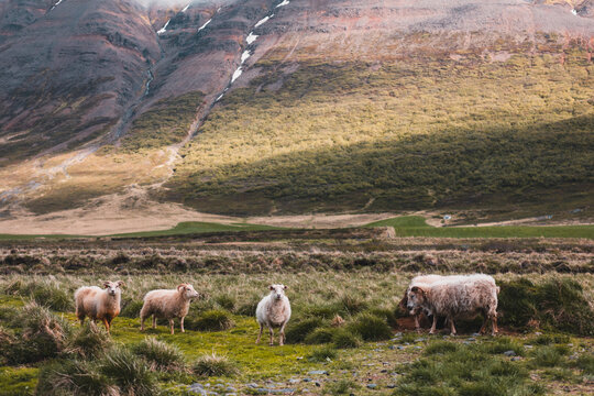 Flock of Sheep in Icelandic Mountain Landscape