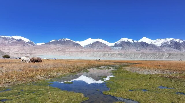 snow mountain reflection on wetland with yaks in pamir plateau