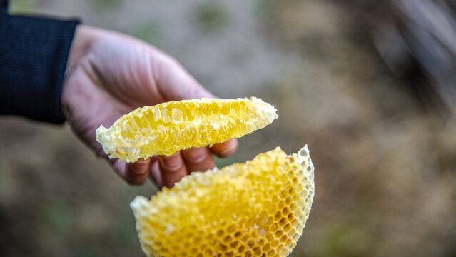 Closeup hands holding fresh raw honeycomb