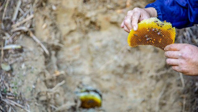 Hands holding wild honeycomb with bees