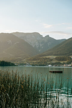 Reed beds along the shoreline of Wolfgangsee with mountains in w