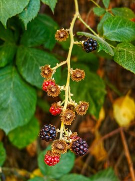 Racimo de moras (frutos) en diferentes estados de maduraci&oacute;n, con peque&ntilde;as drupas de color rojo que cambian a negro y recept&aacute;culos verdes, propios de la zarzamora (Rubus ulmifolius).