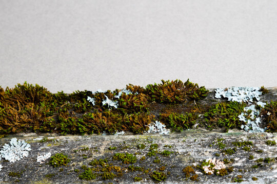 Old moss covered wooden boards background with copy space