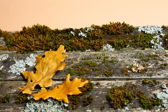 Yellow oak leaves on old mossy wooden boards
