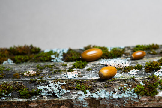 Acorns on old moss covered wooden boards in autumn