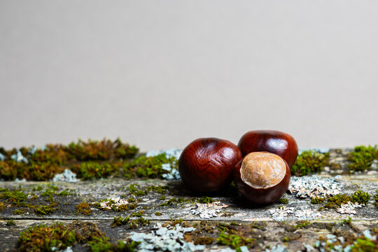 Chestnuts on mossy weathered wood with copy space