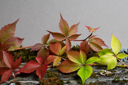 Virginia creeper leaves changing color from green to red on gray background