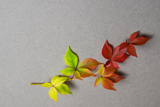 Virginia creeper leaves changing color from green to red on gray background