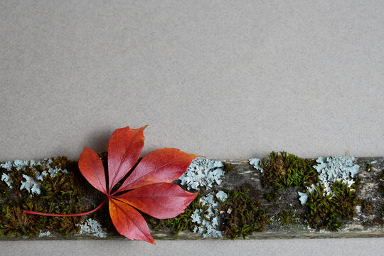 Autumn red Virginia creeper leaf on old mossy wooden board with copy space