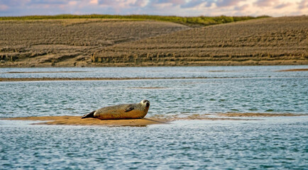 Farniente en baie de sallenelles (Calvados) France © Dreams 14