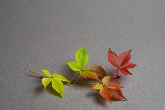 Virginia creeper leaves changing color from green to red on gray background