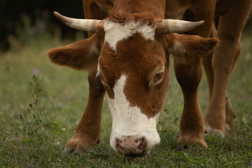 Close-Up of a Brown and White Horned Cow Grazing on Green Pasture © Paul V.