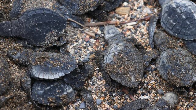 Freshly hatched turtles being prepared for their release in a conservation center in S&atilde;o Tom&eacute; and Pr&iacute;ncipe
