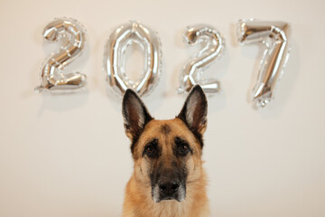 Close up portrait of a German Shepherd dog looking at the camera with silver 2027 balloons behind. Festive pet photography for New Year greetings and advertising. © Ekaterina