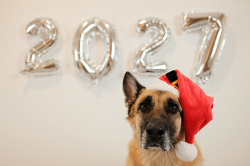 Close up of a German Shepherd dog wearing a tilted red Santa hat with silver 2027 balloons behind. Playful Christmas pet portrait for festive greetings and advertising. © Ekaterina
