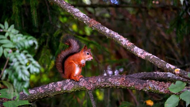 Close-up of red squirrel on textured branch