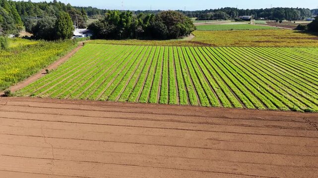 Aerial View of Green Crop Rows in Agricultural Fields, Japan