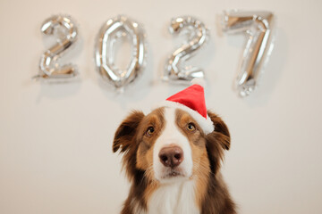 Close up portrait of an Australian Shepherd dog wearing a red Santa hat beneath silver 2027 balloons. Christmas pet concept for festive greetings and seasonal advertising. © Ekaterina