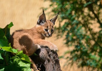 Caracal (Caracal caracal) © Hana