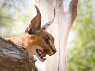 Caracal (Caracal caracal) © Hana