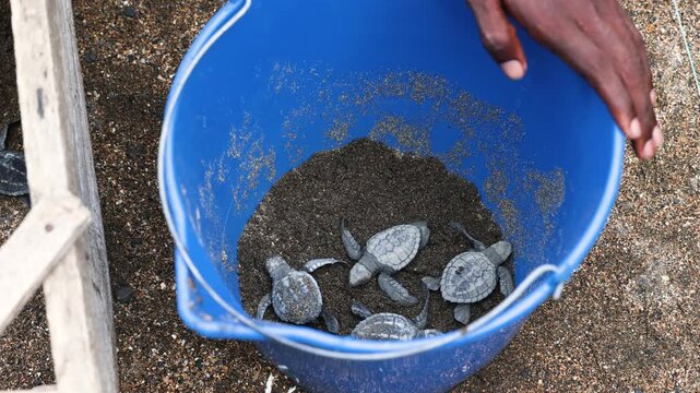 Freshly hatched turtles being collected in a bucket for their release in  a conservation center in S&atilde;o Tom&eacute; and Pr&iacute;ncipe