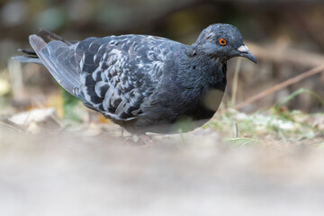 Obraz premium Pigeon standing on ground with detailed plumage