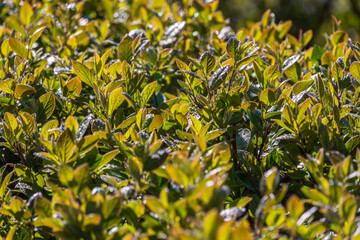 Green leaves with water drops after rain © Dmitrii Potashkin