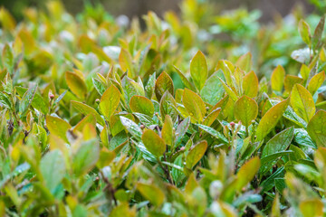 Green leaves with water drops after rain © Dmitrii Potashkin