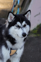 The Siberian Husky is a breed of working sled dog and belongs to the Spitz genetic family. It is recognizable by its thickly furred double coat, erect triangular ears, and distinctive markings. © Aila Ruoho