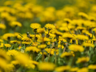 Field of yellow dandelions. Taraxacum officinale, the common dandelion © Dmitrii Potashkin