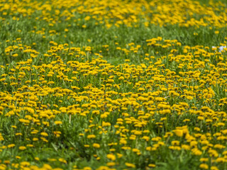 Field of yellow dandelions. Taraxacum officinale, the common dandelion © Dmitrii Potashkin