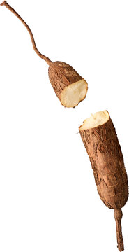 broken raw cassava root isolated white background, rough bark and white starchy interior fresh yuca tuber in close-up view