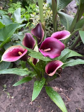 Exotic dark purple calla lily flower bud opening close up, arum maculatum plant with spotted green leaves in garden earth