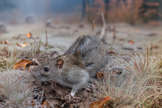 Junge Ratte