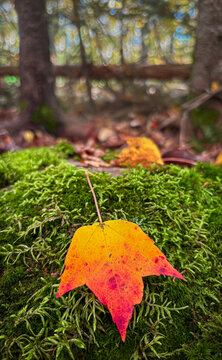 Fall colours in Canada 