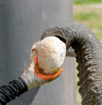 close up of a elefant
