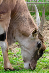 antelope in the park © FOTOCREATION