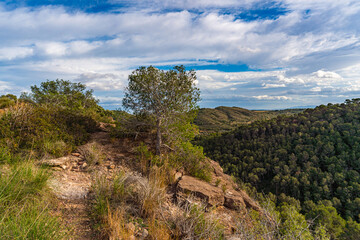 Fototapeta premium A lone pine tree grows on a rocky cliff edge above a dense forested valley and rolling hills under a cloudy sky in Riba roja de Turia, Valencia.