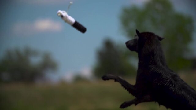 Black dog jumping in the air catching a toy and landing in a lake