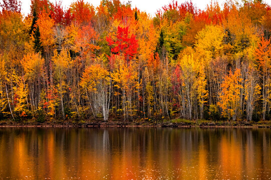 Fall colours