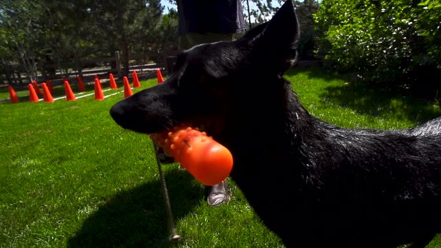 black dog holding a chew toy in their mouth