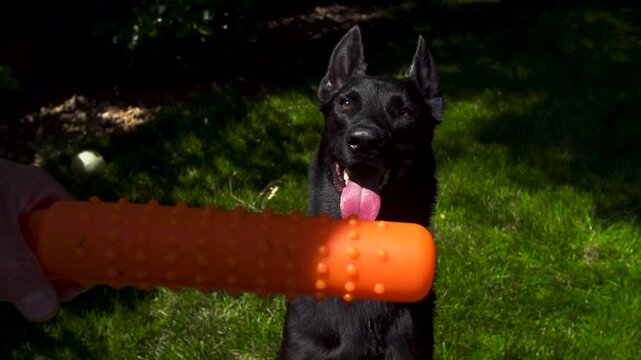 black dog waiting for a command to bite their chew toy