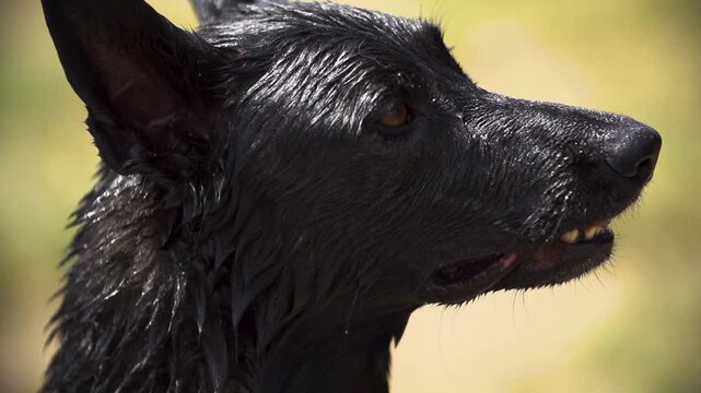 Close up of dog with wet fur after going for a swim