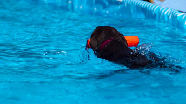 Close up of dog swimming in pool with a toy