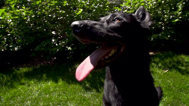 Close up of black dog waiting patiently for a treat