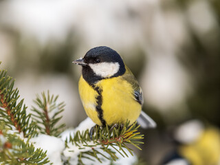 Cute bird Great tit, songbird sitting on the fir branch with snow in winter © Dmitrii Potashkin